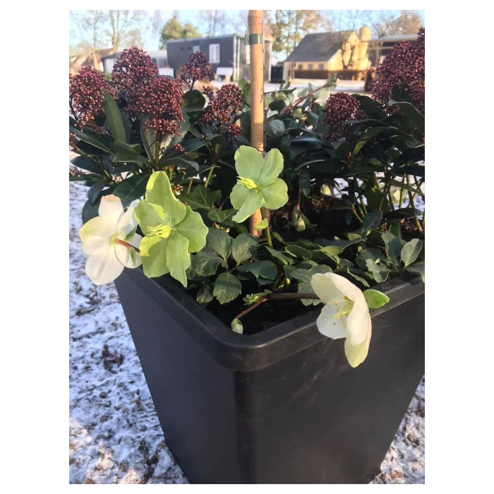 Homeshop ABC Planter 1 – Selvvandingskrukke - Kapillærkasse Genbrugsplast 9 Homeshop ABC Planter 1 – Selvvandingskrukke - Kapillærkasse Genbrugsplast - Billede 7